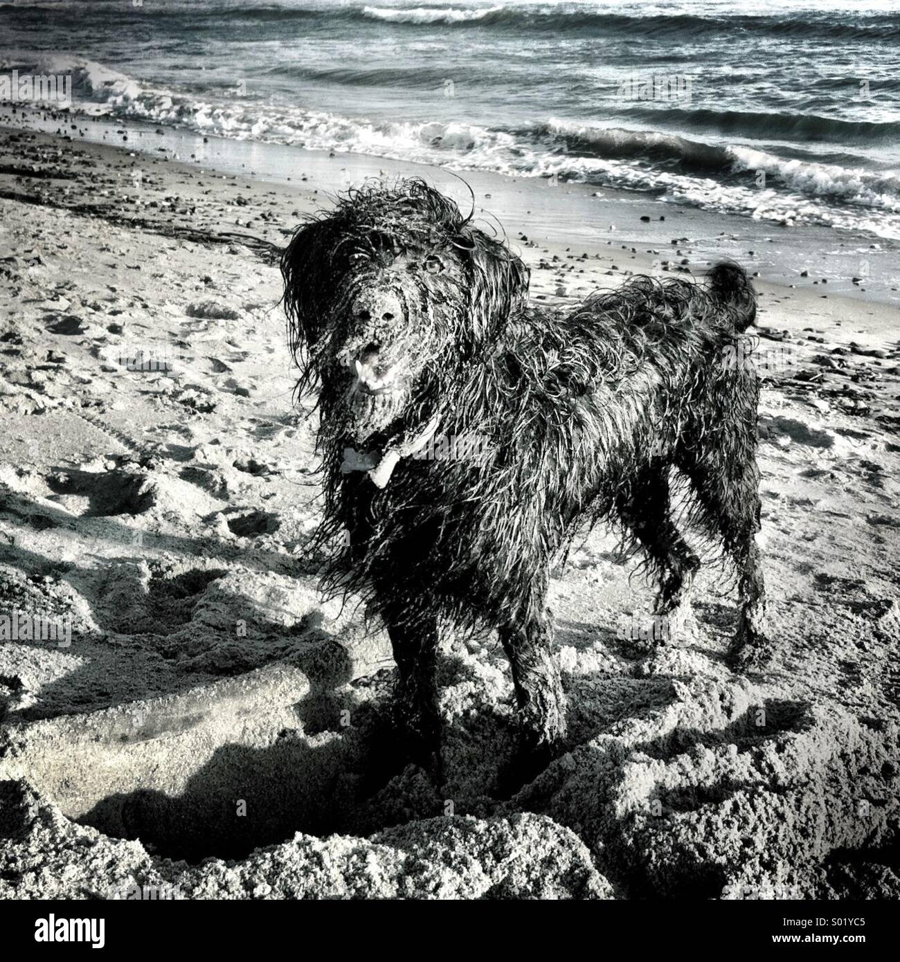 Un labradoodle di sabbia in spiaggia. Ventura California USA. Foto Stock