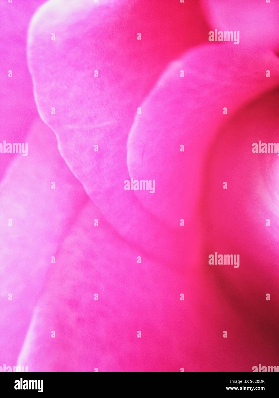 Rosa petali di rosa Foto Stock