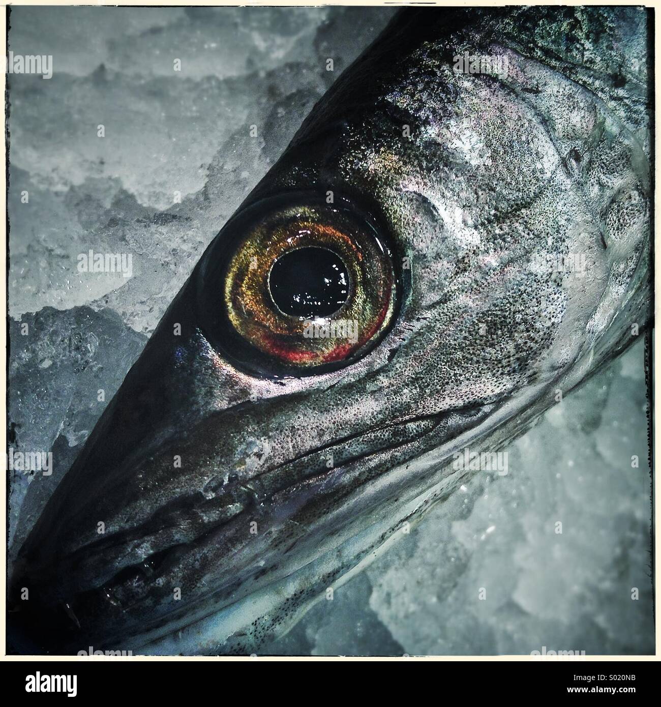 Fish Eye chiudere in su in un mercato del pesce a Barcellona Foto Stock