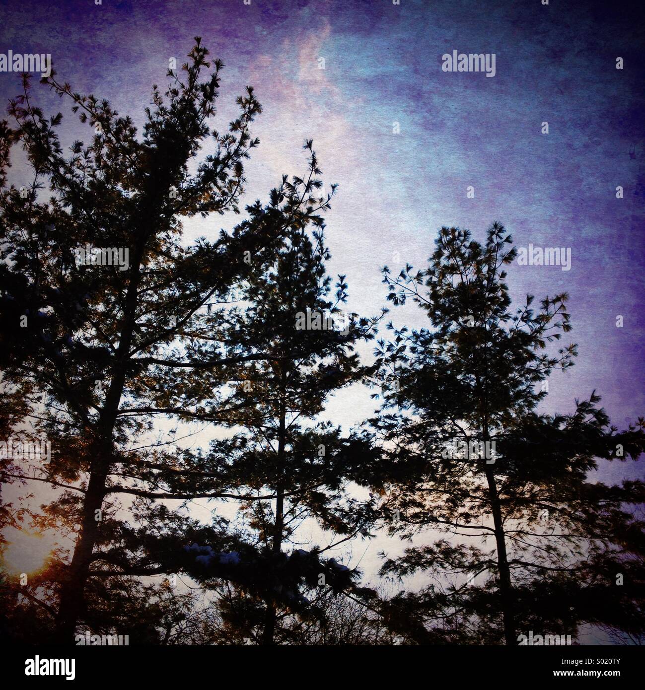 Alberi di pino retroilluminati da sun. - Immagine stock catturata con smartphone