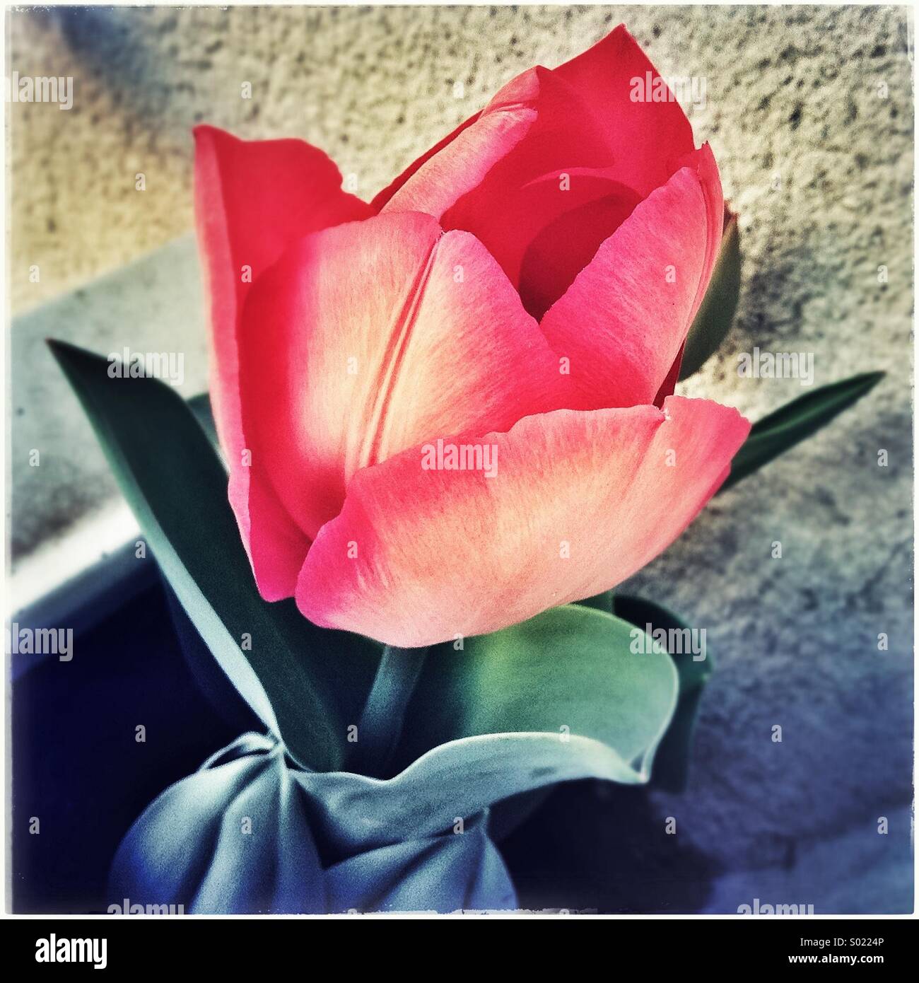 Tulip flower a casa - Immagine stock catturata con smartphone