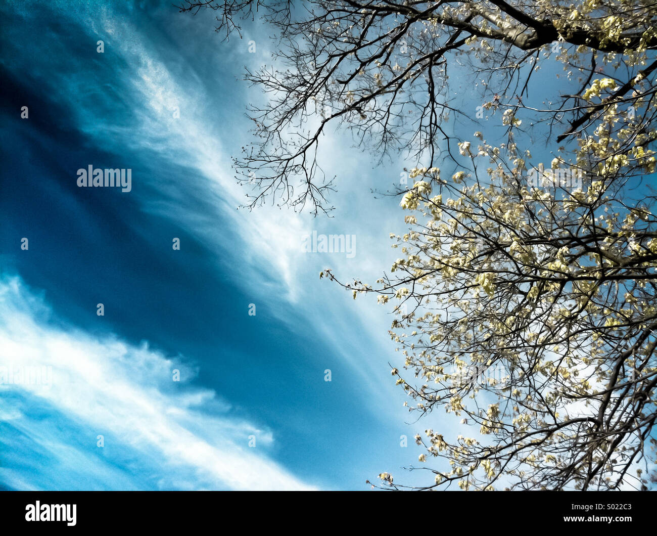 Un blu cielo nuvoloso e un albero in fiore Foto Stock