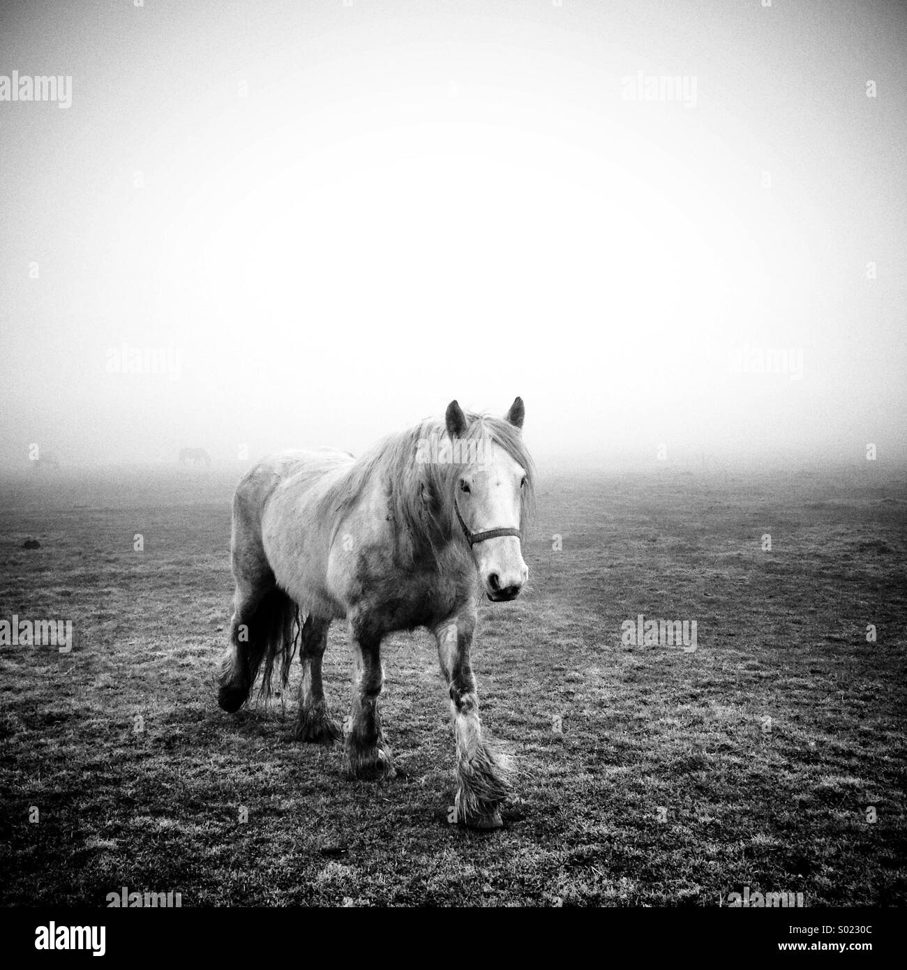 Lonely White Horse di estensione in avanti su una nebbia Lincoln West comune con altri due cavalli nella nebbia distanti Foto Stock