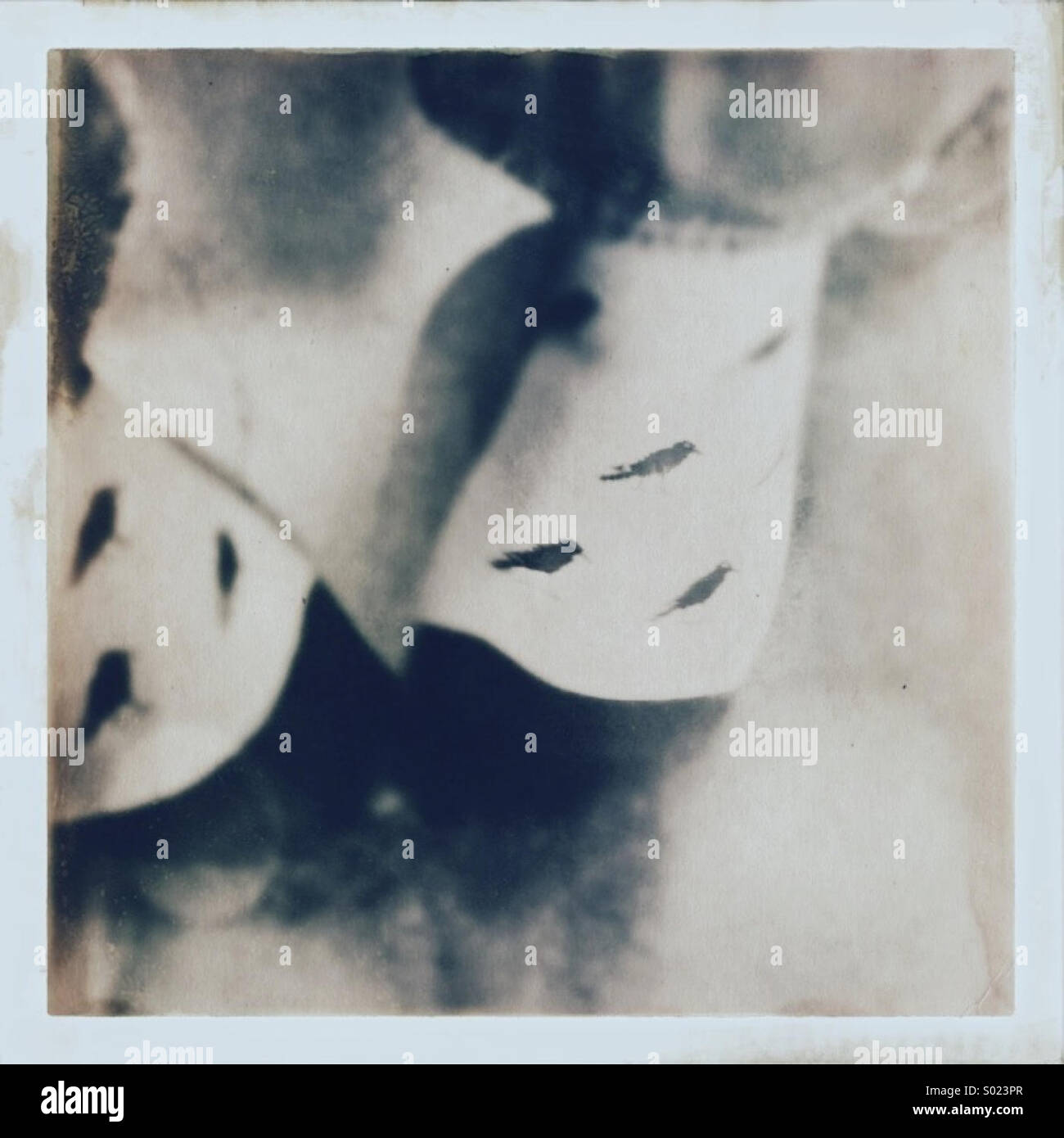 Piedini maschio in funny corvo nero motif calze. - Immagine stock catturata con smartphone