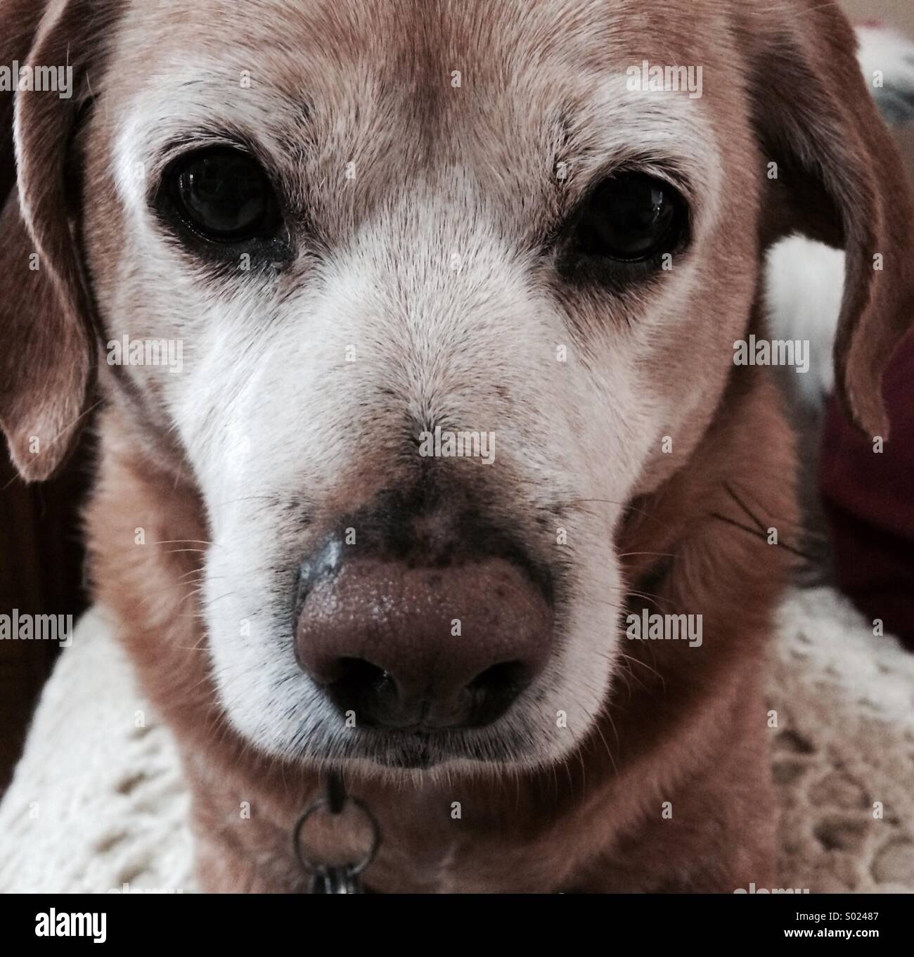 Close up di un mix di beagle cane - Immagine stock catturata con smartphone