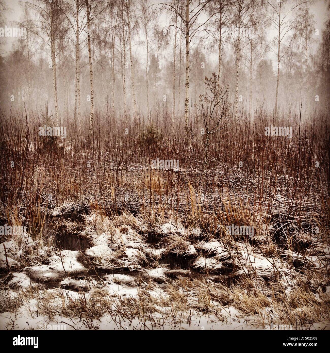 La mattina presto la neve e nebbia in un Nordic bosco di betulle, Foto Stock