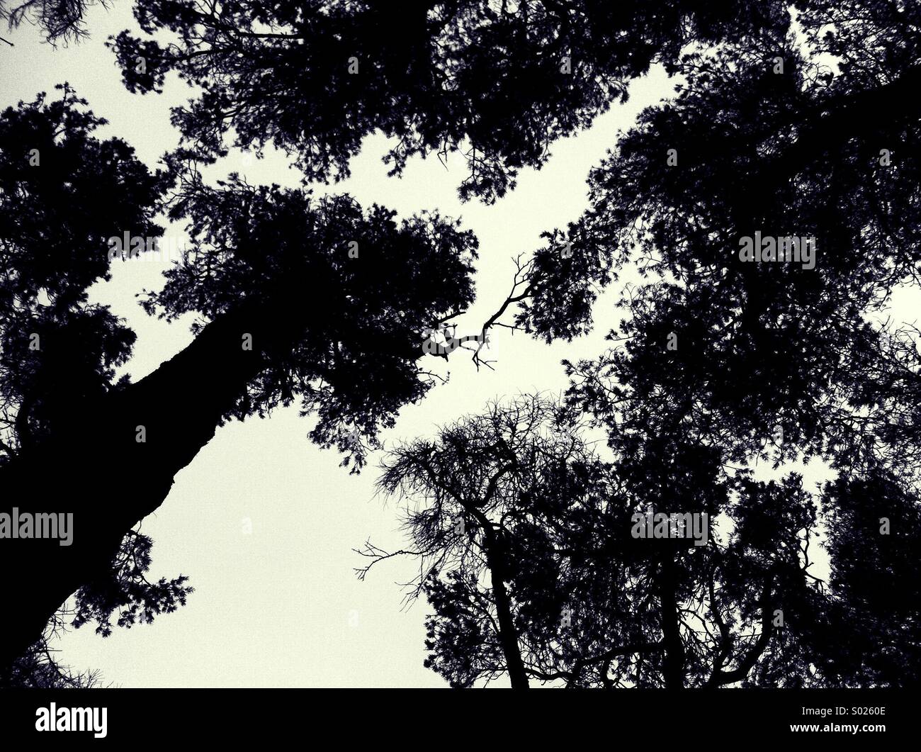 Gli alberi in bianco e nero Foto Stock