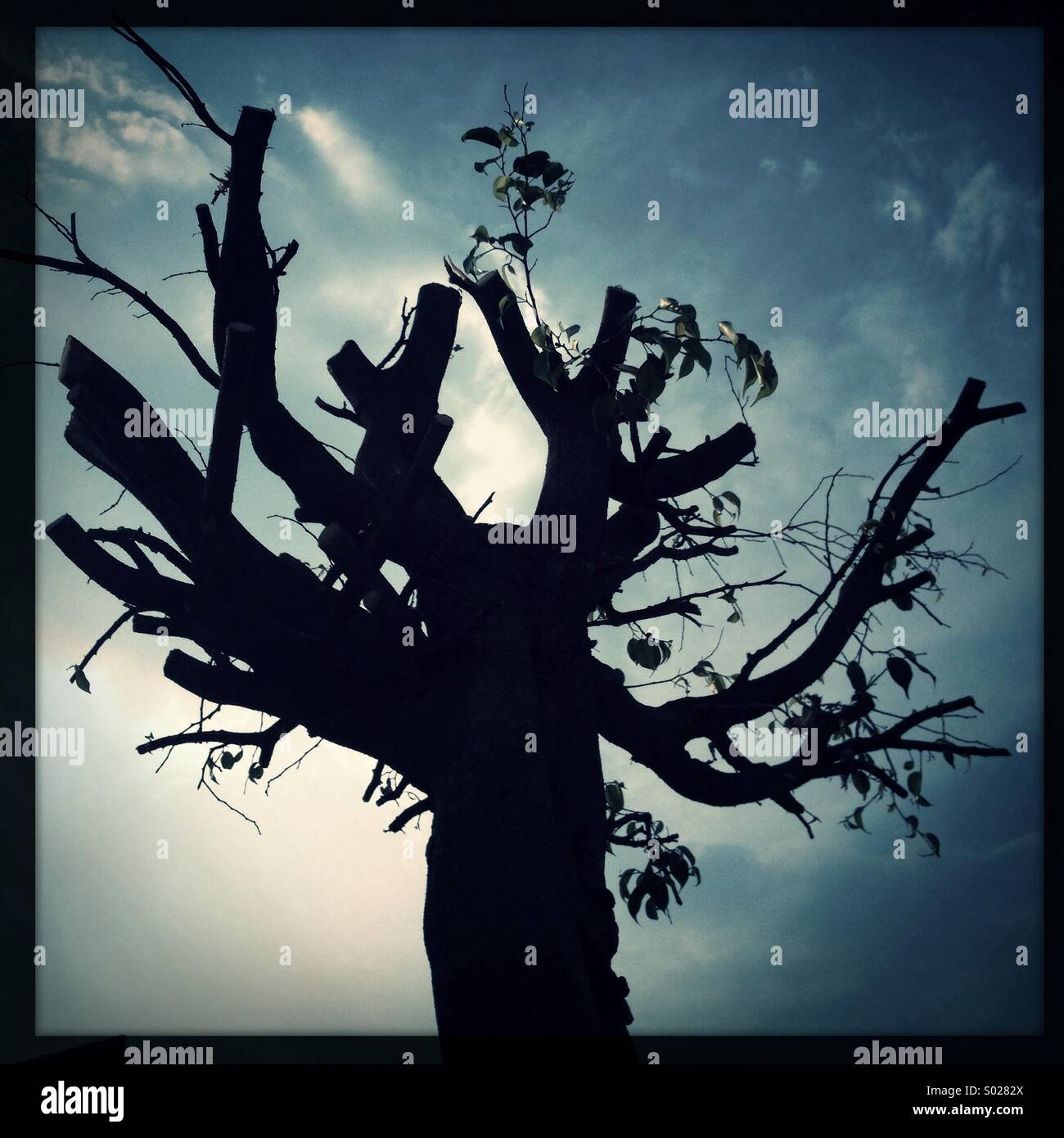 albero nero Foto Stock