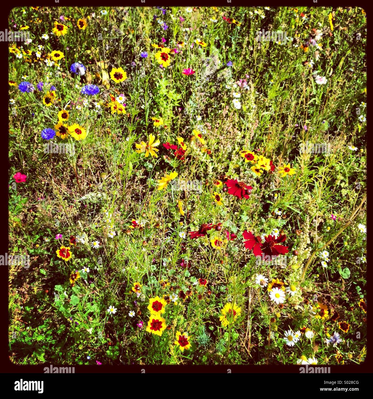 Fiori in un prato estivo - Immagine stock catturata con smartphone