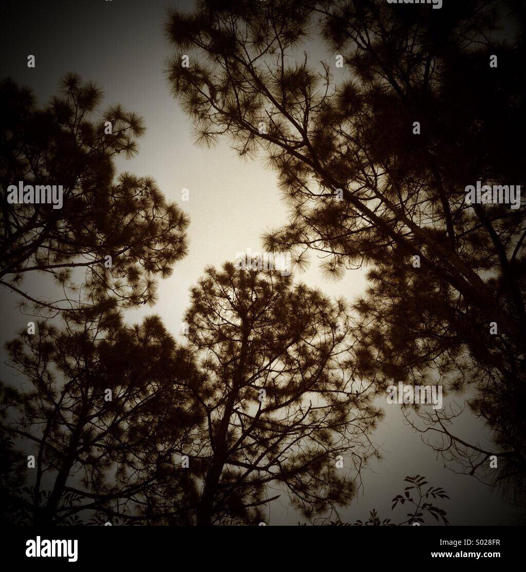 Carolina Longleaf pini cercando - Immagine stock catturata con smartphone