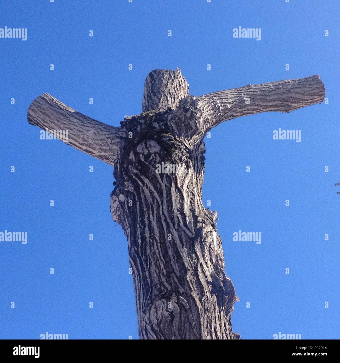 Un albero tagliato con la forma di una Croce Cristiana in Prado del Rey, Sierra de Cadice, Andalusia, Spagna - Immagine stock catturata con smartphone