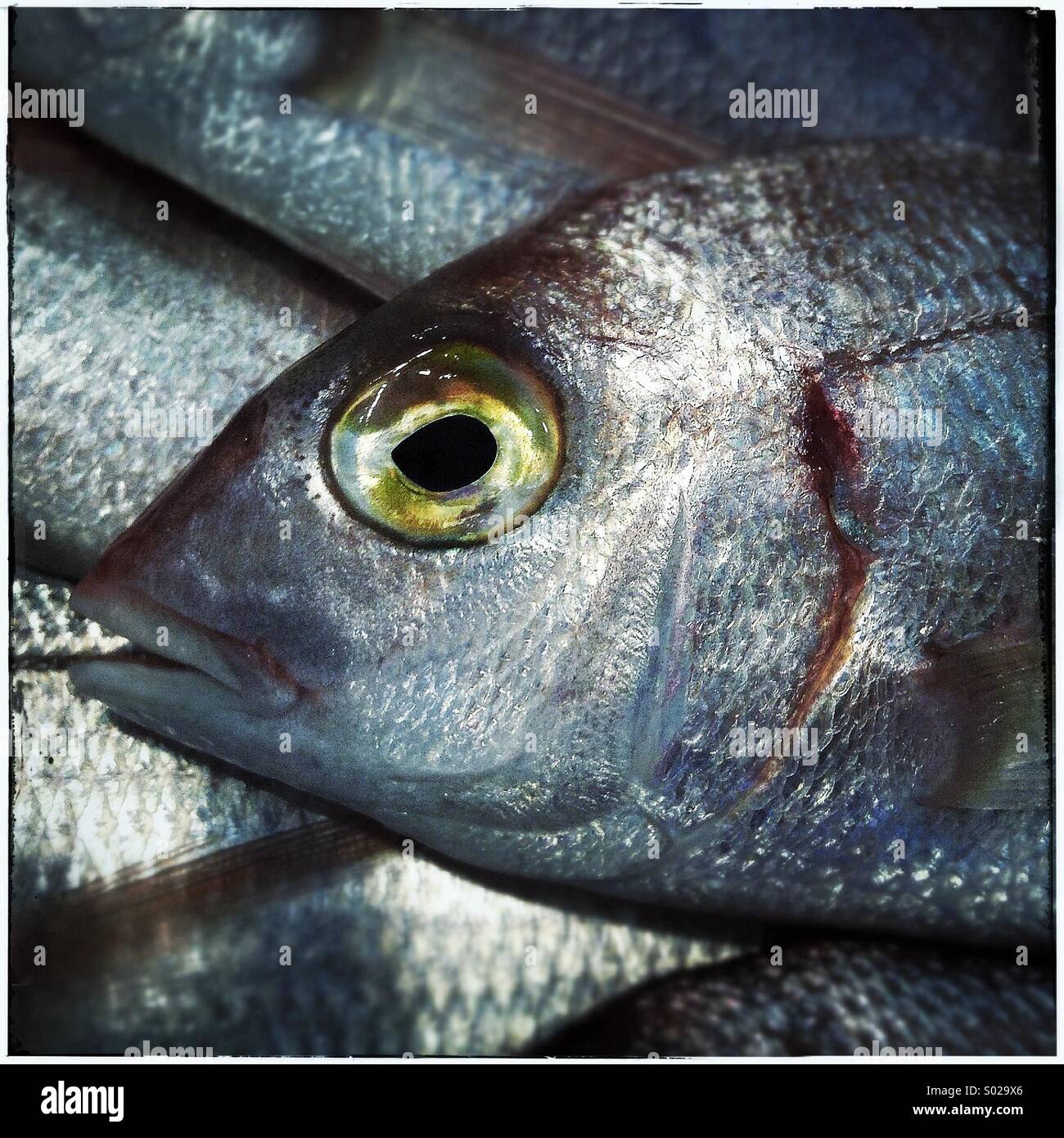 Sea bass fish eye per la vendita nel mercato del pesce a Barcellona Foto Stock