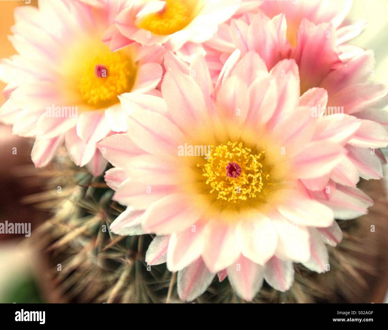 Barrel Cactus con fiori Foto Stock