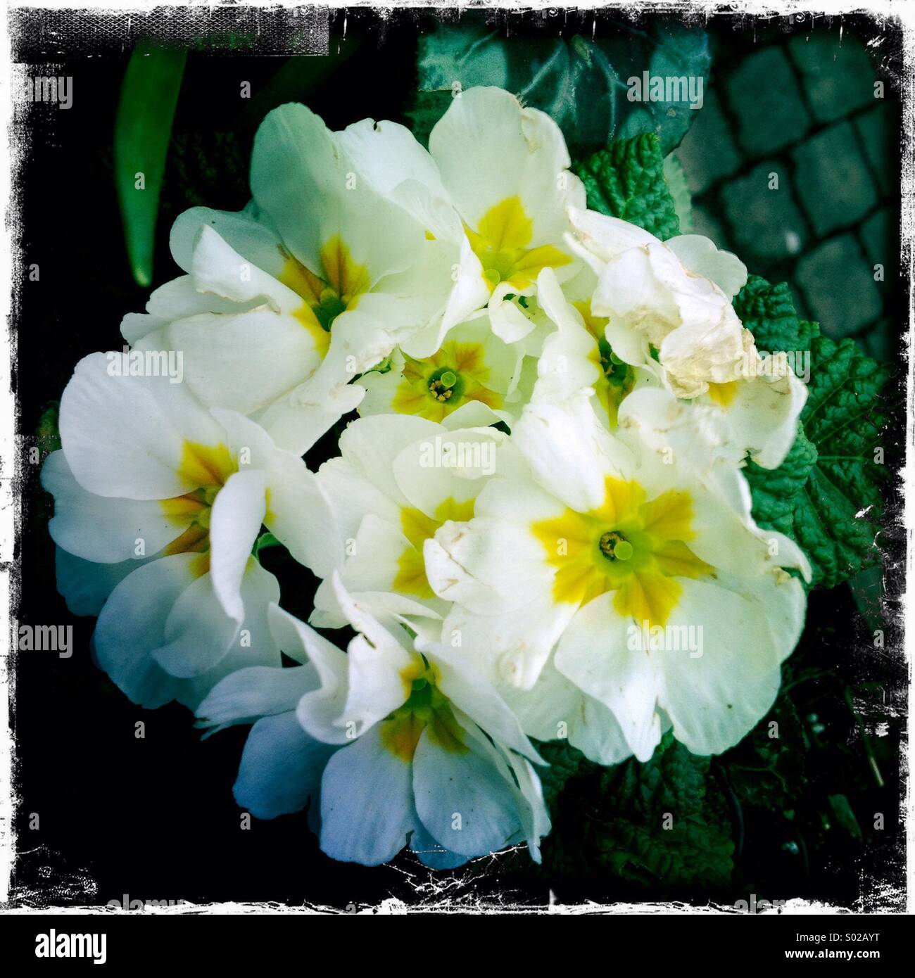 Giallo e Bianco posies. Foto Stock