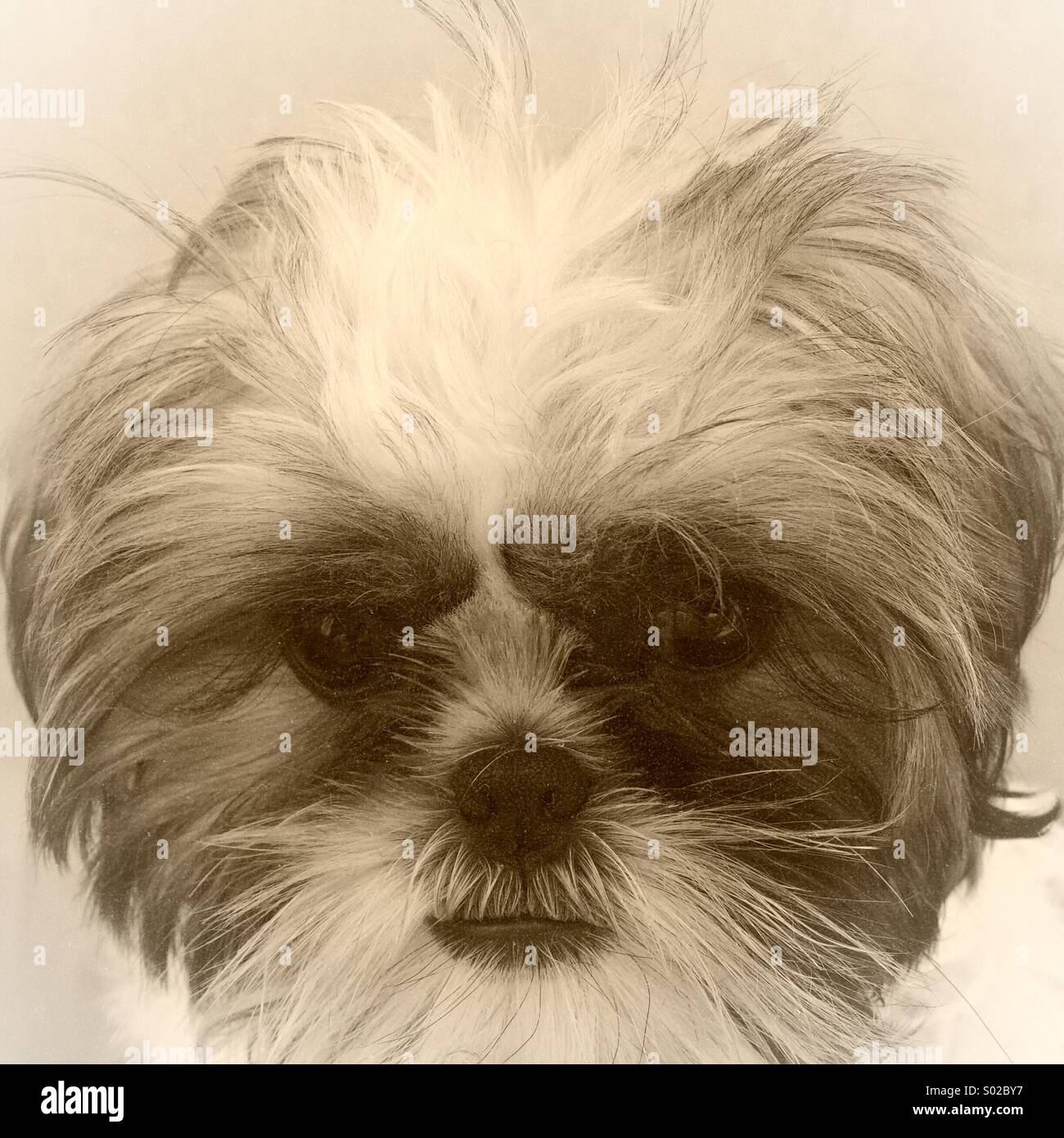 Cucciolo di Shih Tzu Foto Stock
