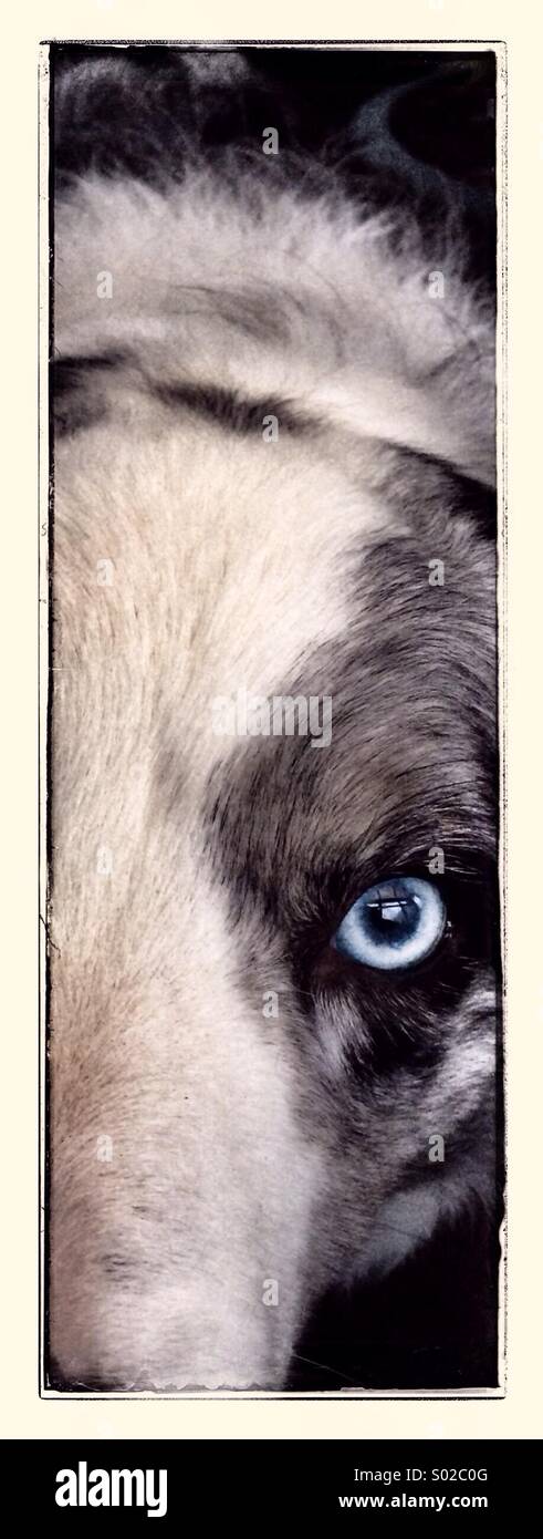 Blue Merle Border Collie Foto Stock