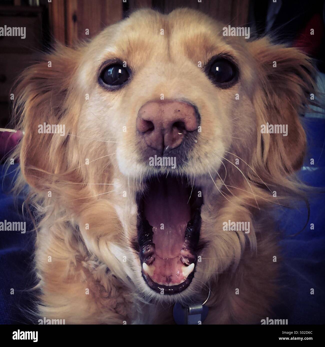 Grande sbadiglio da un piccolo cane. - Immagine stock catturata con smartphone