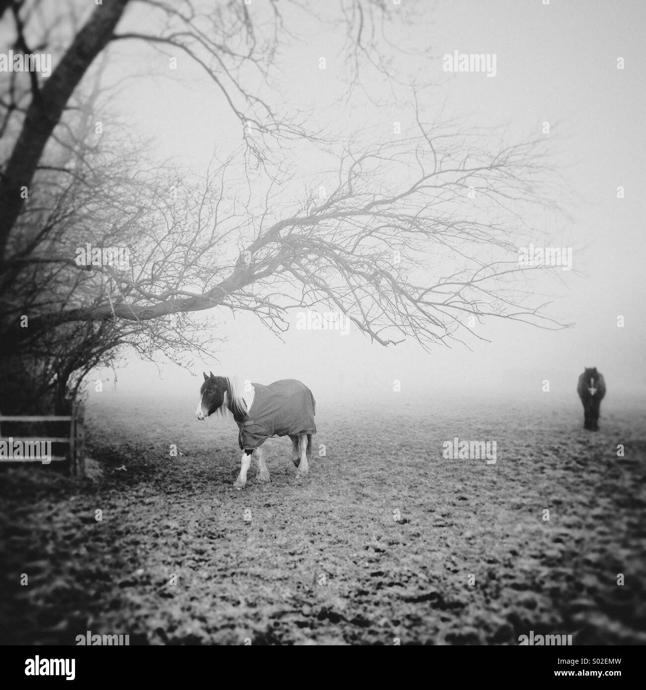 Due cavalli trekking attraverso la nebbia attraverso la scena e l'altra verso la telecamera al di sotto di una struttura a sbalzo Foto Stock