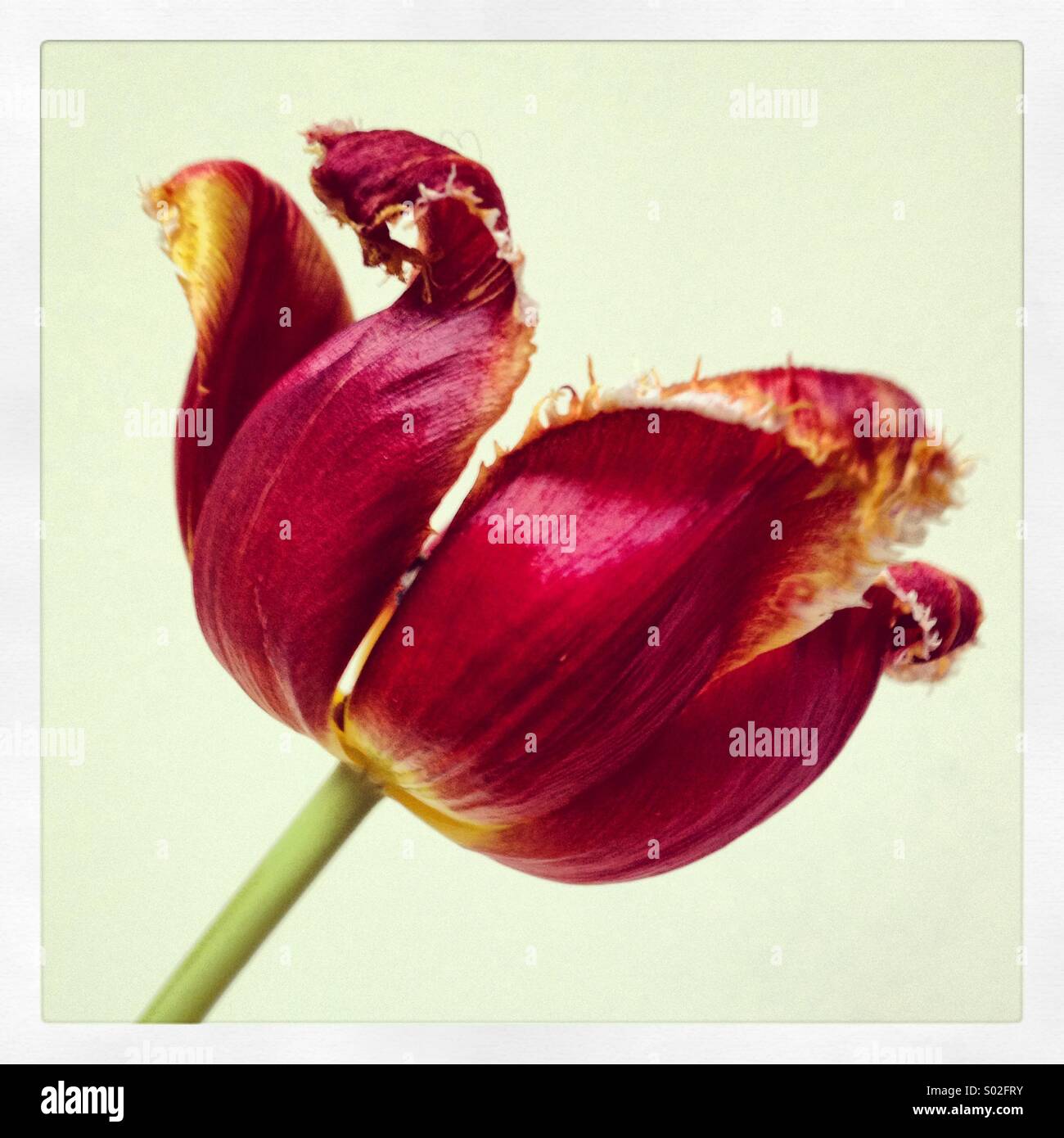 Singolo tulipano Foto Stock