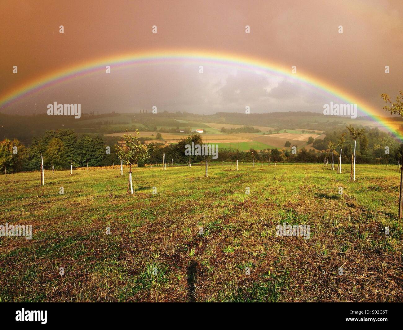 Rainbow su nuovo frutteto Foto Stock
