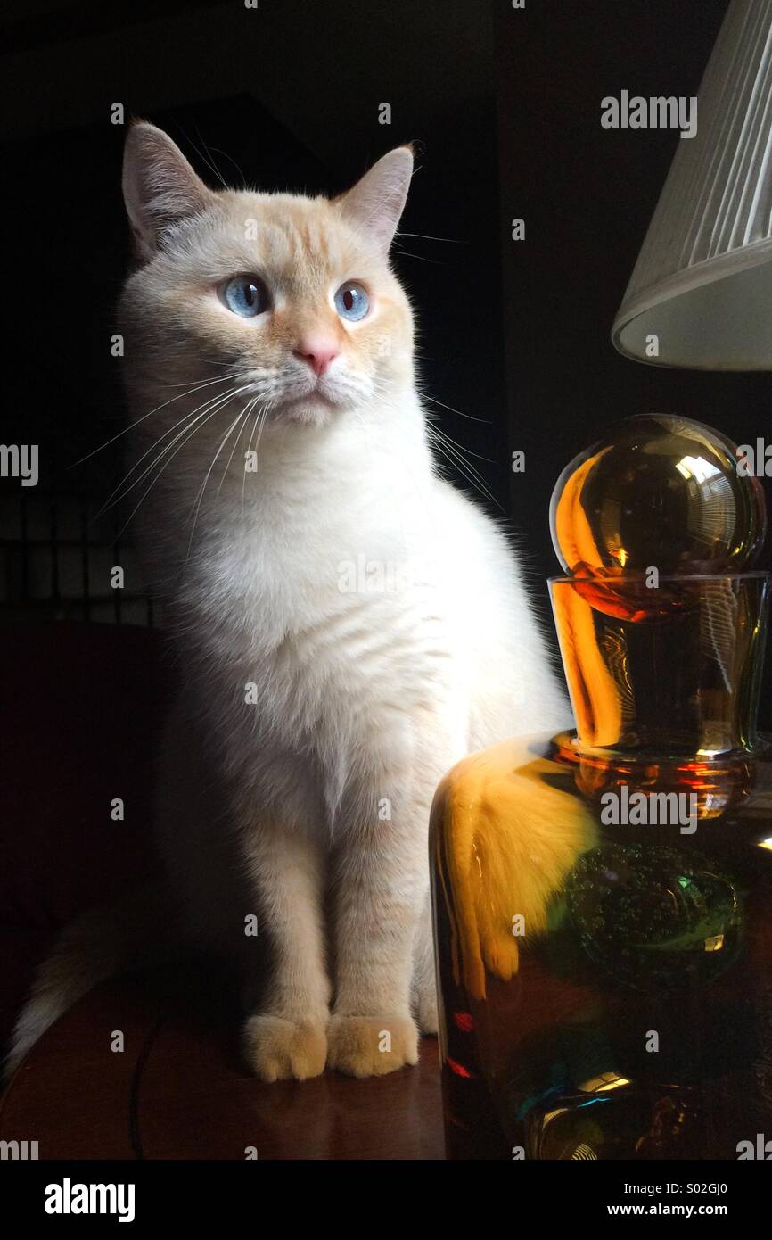 Un occhi blu punto di fiamma gatto siamese gatto si siede accanto ad un decanter in vetro su un tavolo finale Foto Stock