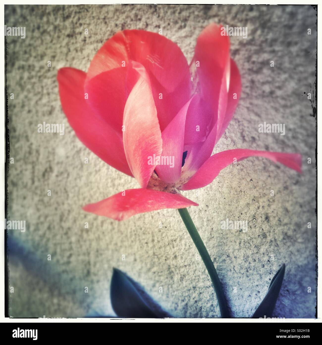 Fiore del tulipano Foto Stock