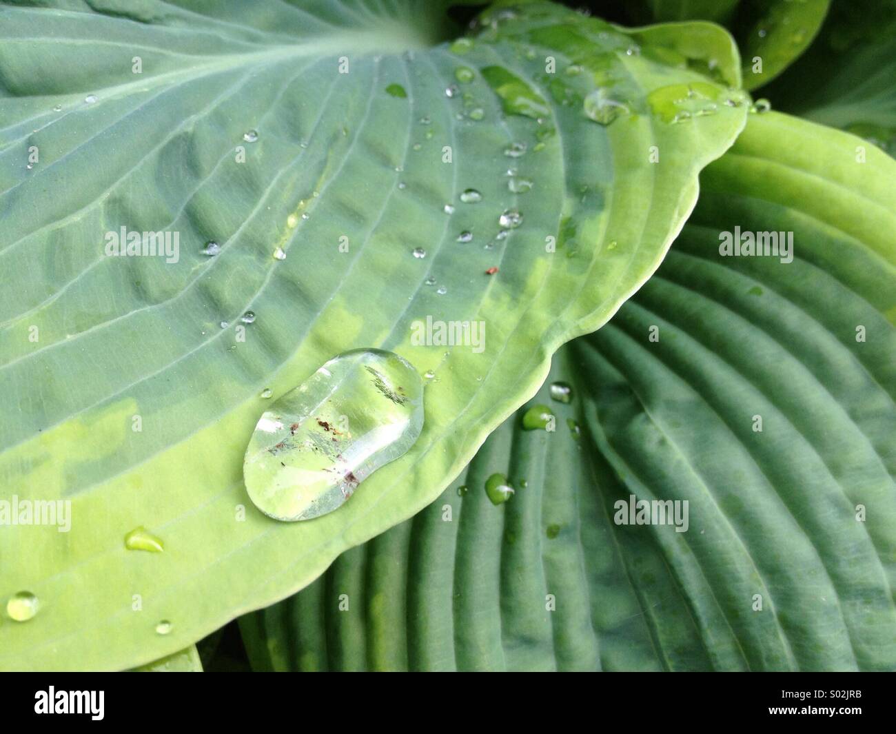 Hosta goccia di pioggia Foto Stock