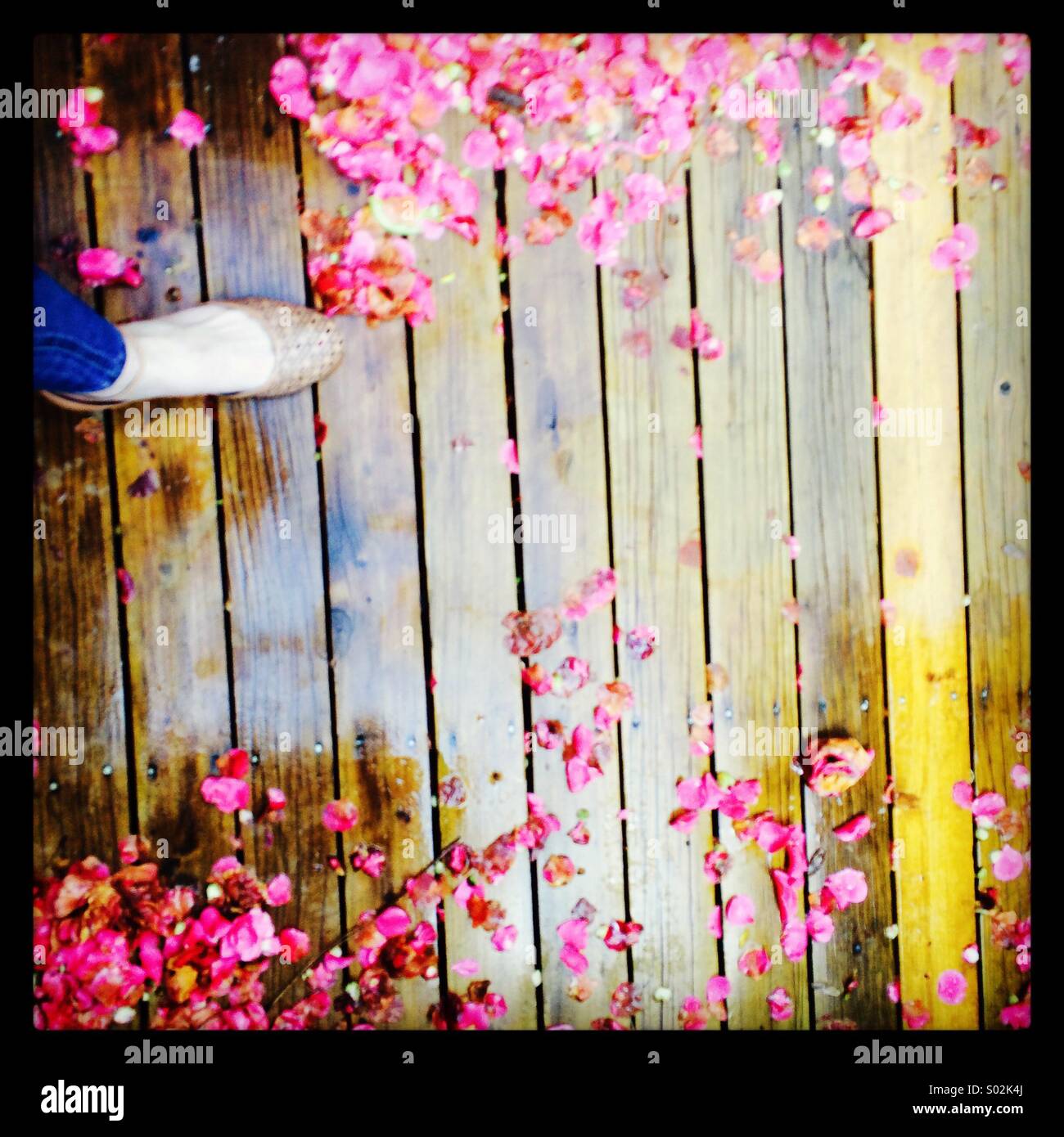 Petali di rosa sotto la pioggia. Foto Stock