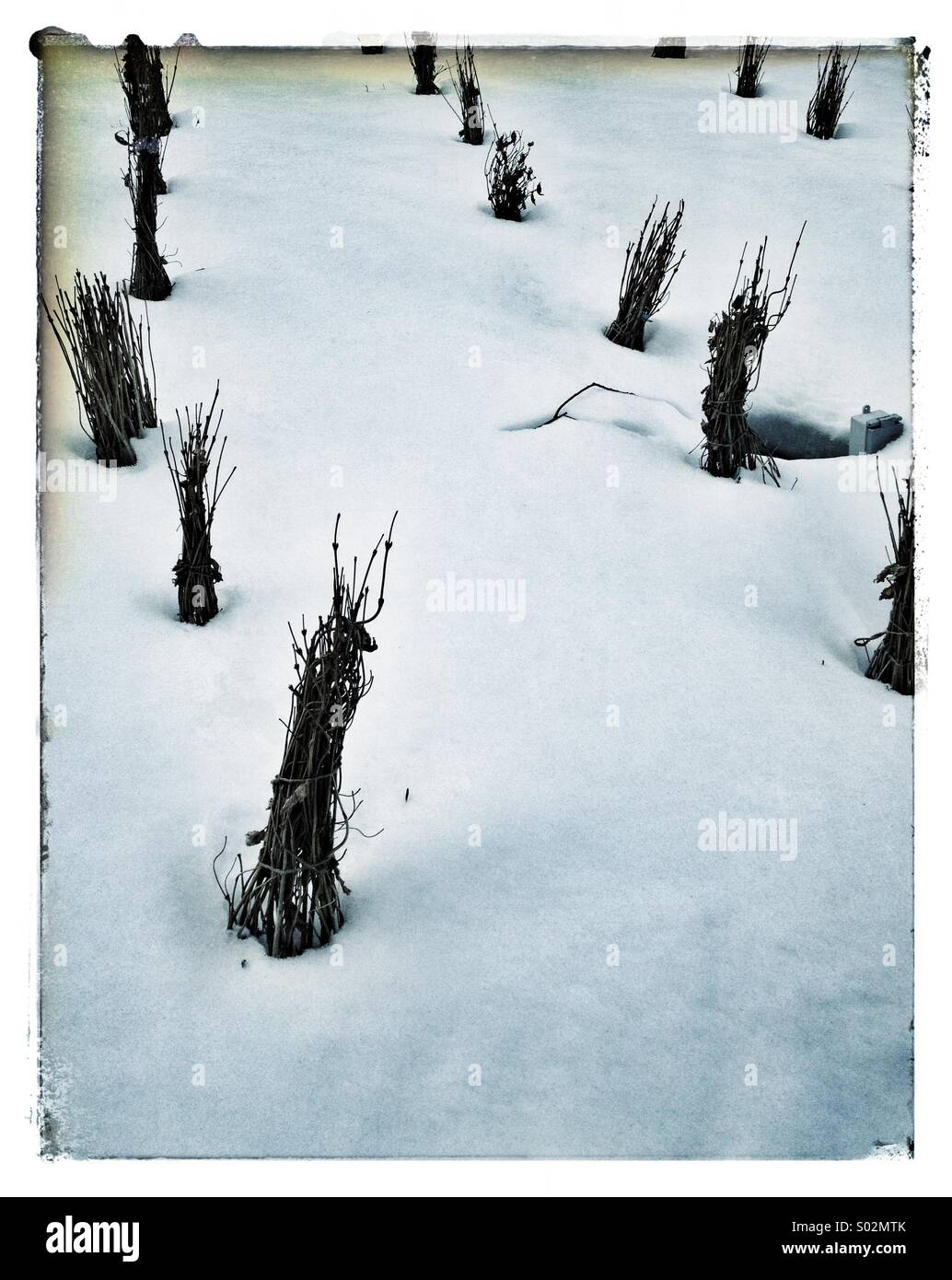 La solitudine nella neve - Immagine stock catturata con smartphone