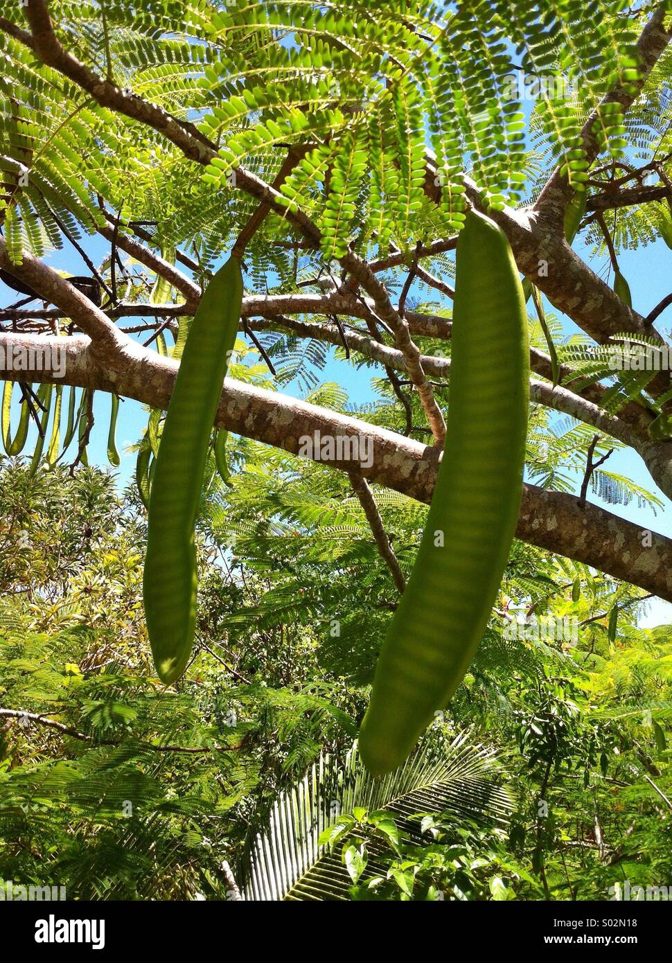 Albero tropicale Foto Stock
