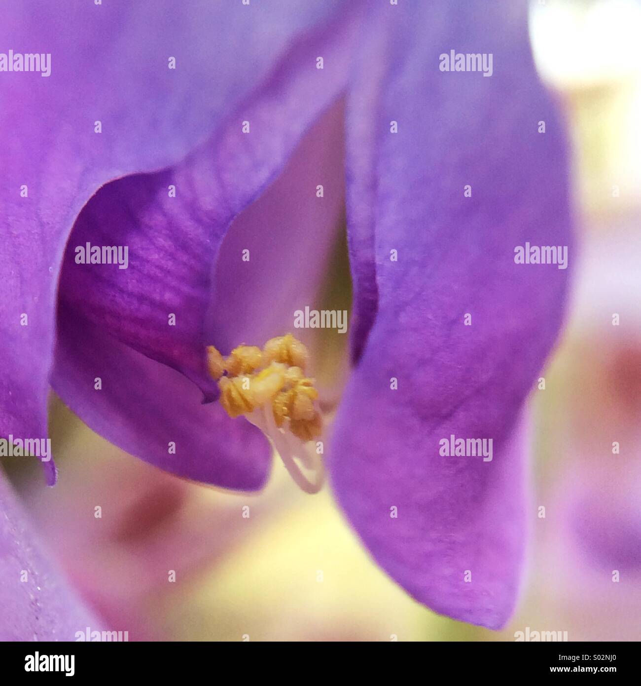 Macro di un fiore di glicine Foto Stock