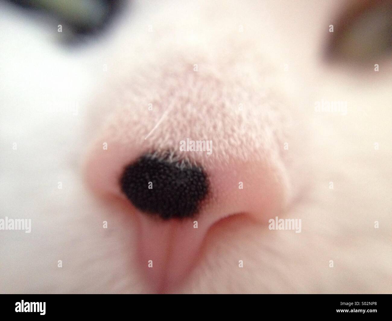 Del gatto con il naso lenti macro su iPhone Foto stock - Alamy