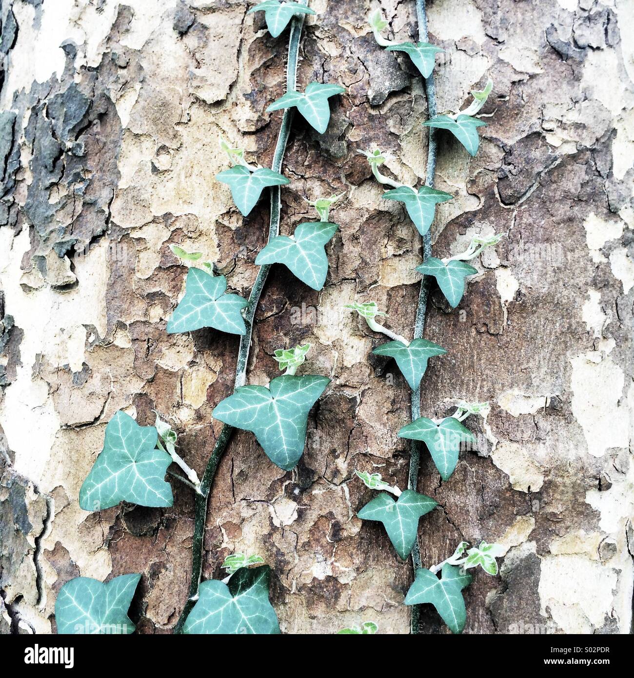 I trefoli di edera che cresce su albero Foto Stock