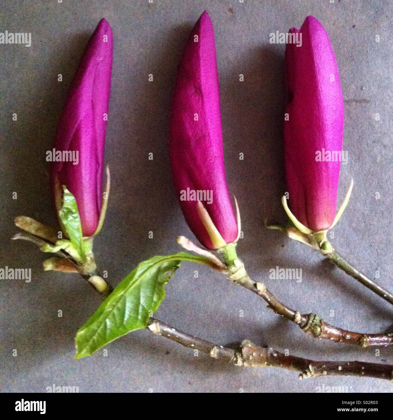 Boccioli di Magnolia - Immagine stock catturata con smartphone