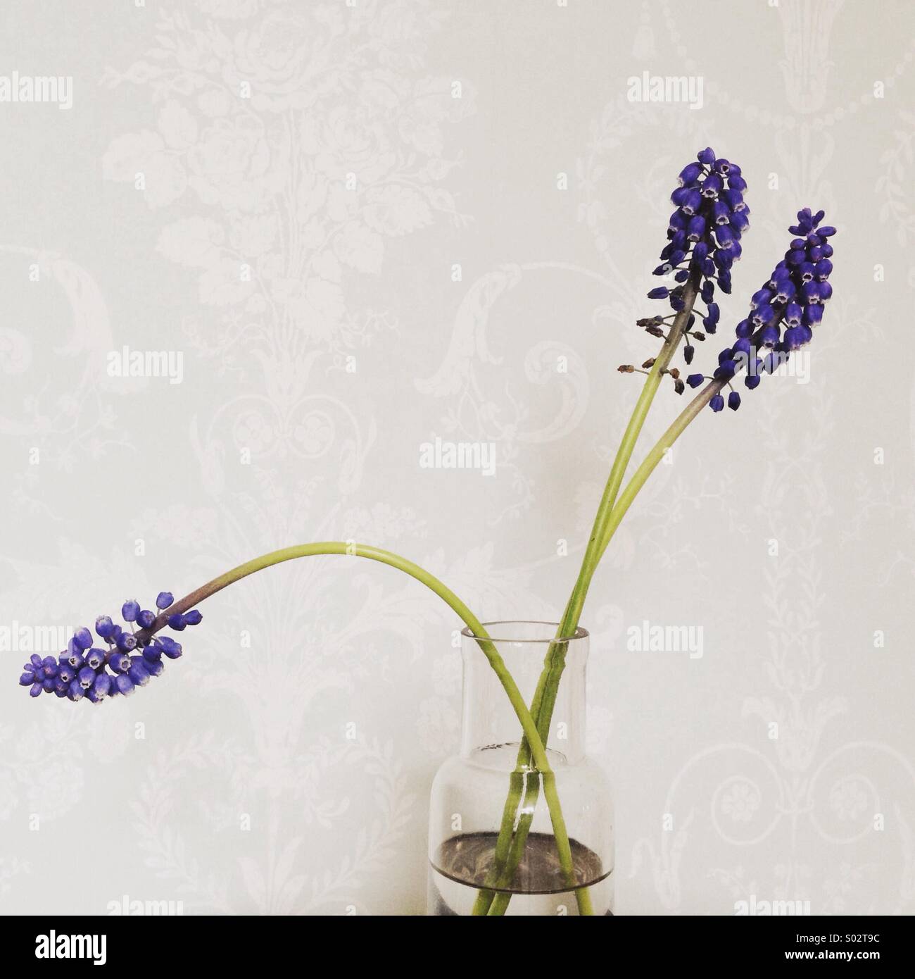 Tre blu muscari - giacinto d'uva - in vetro chiaro vaso minima Foto Stock