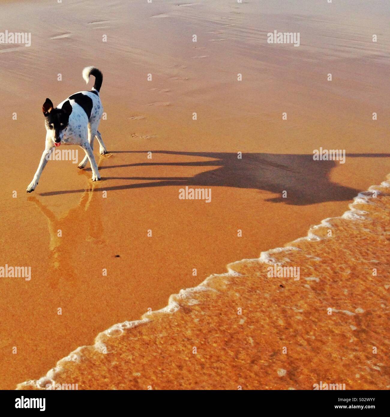Cane sulla spiaggia con la sua ombra e di riflessione Foto Stock