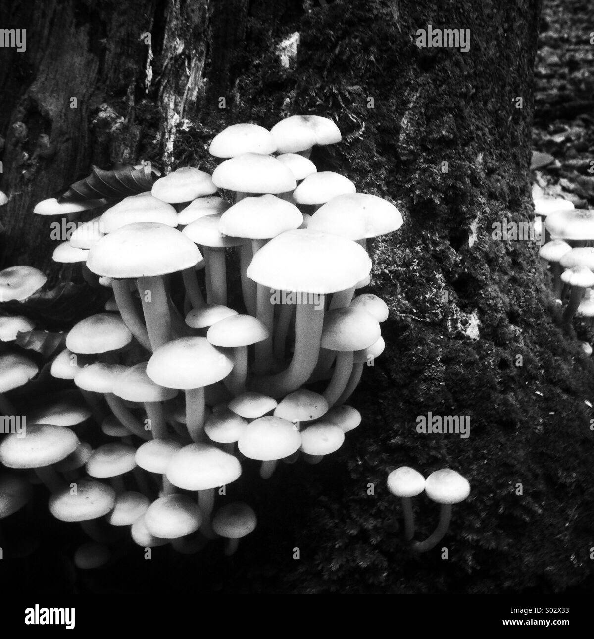 Funghi selvatici Foto Stock