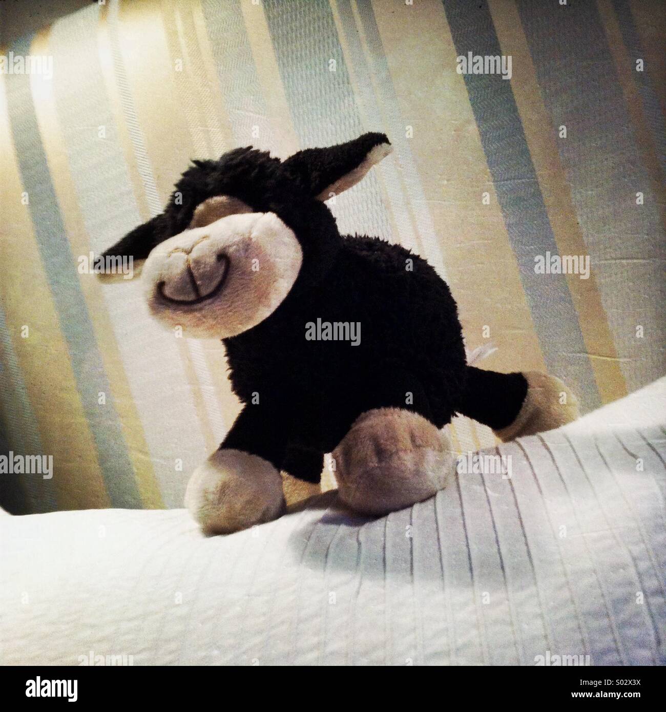 Una pecora nera roba giocattolo animale. Foto Stock