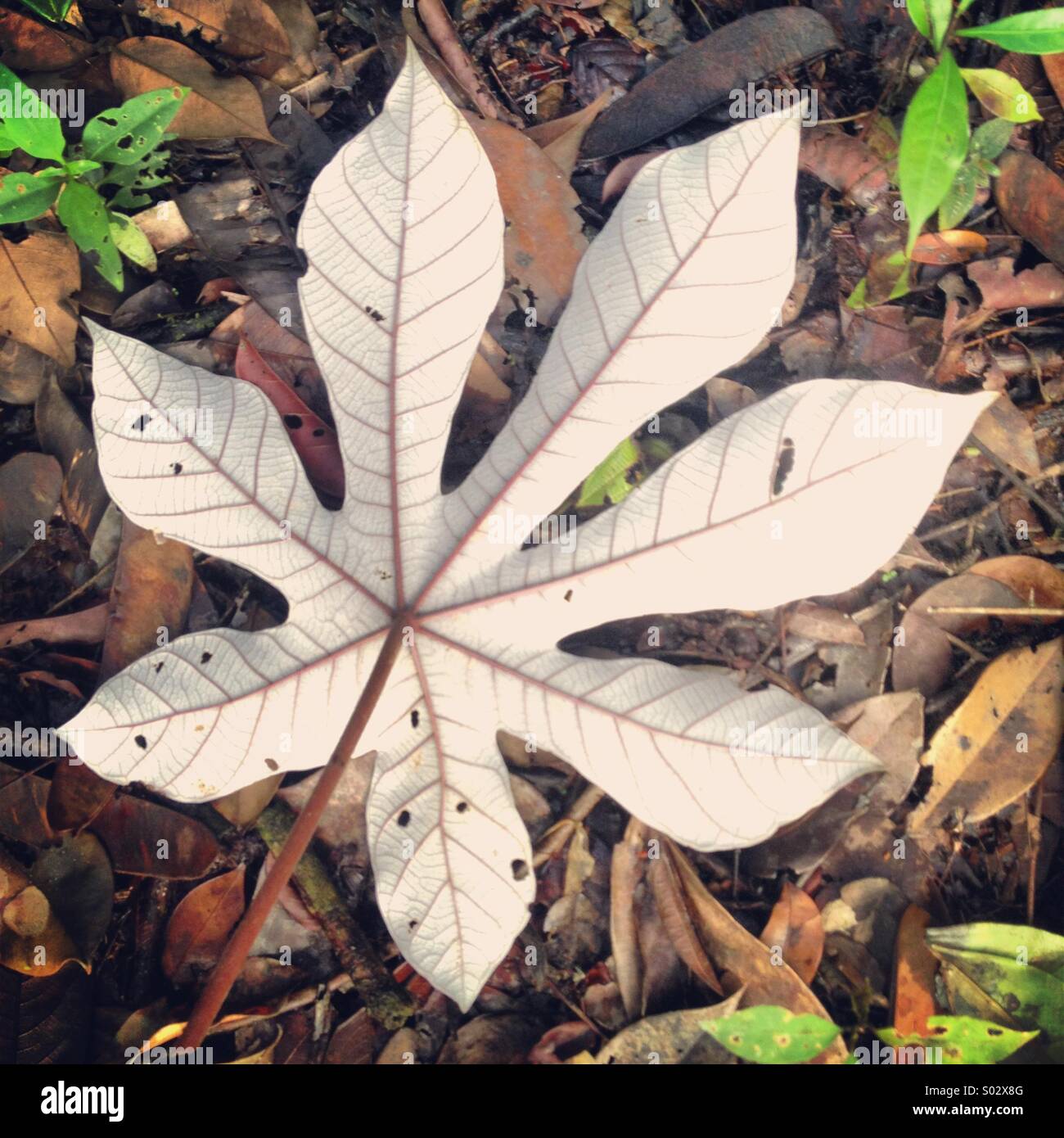 Foglia peltata caduti sul suolo della foresta pluviale, Kaieteur Falls National Park, Guyana - Immagine stock catturata con smartphone