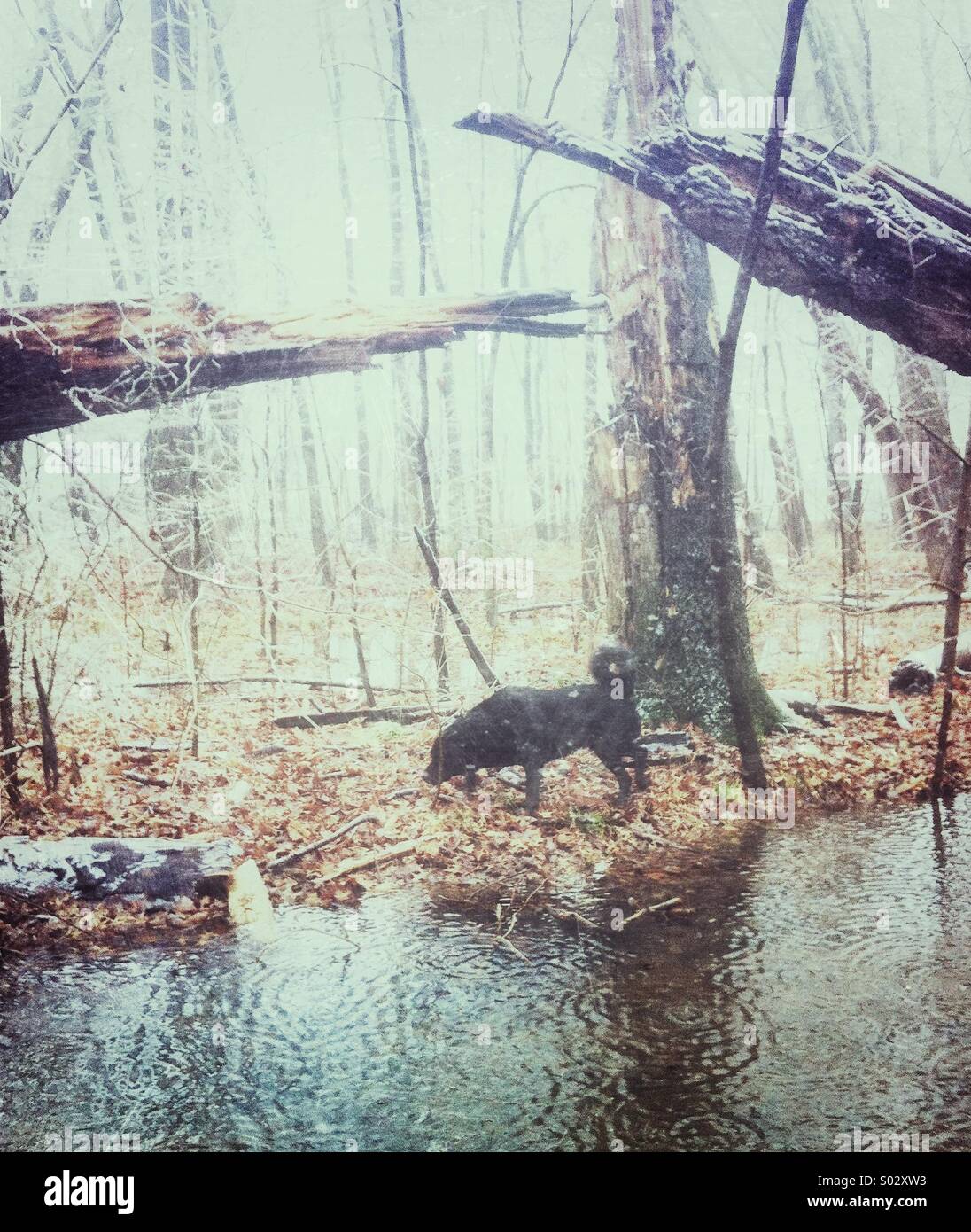 Cane nel bosco Foto Stock