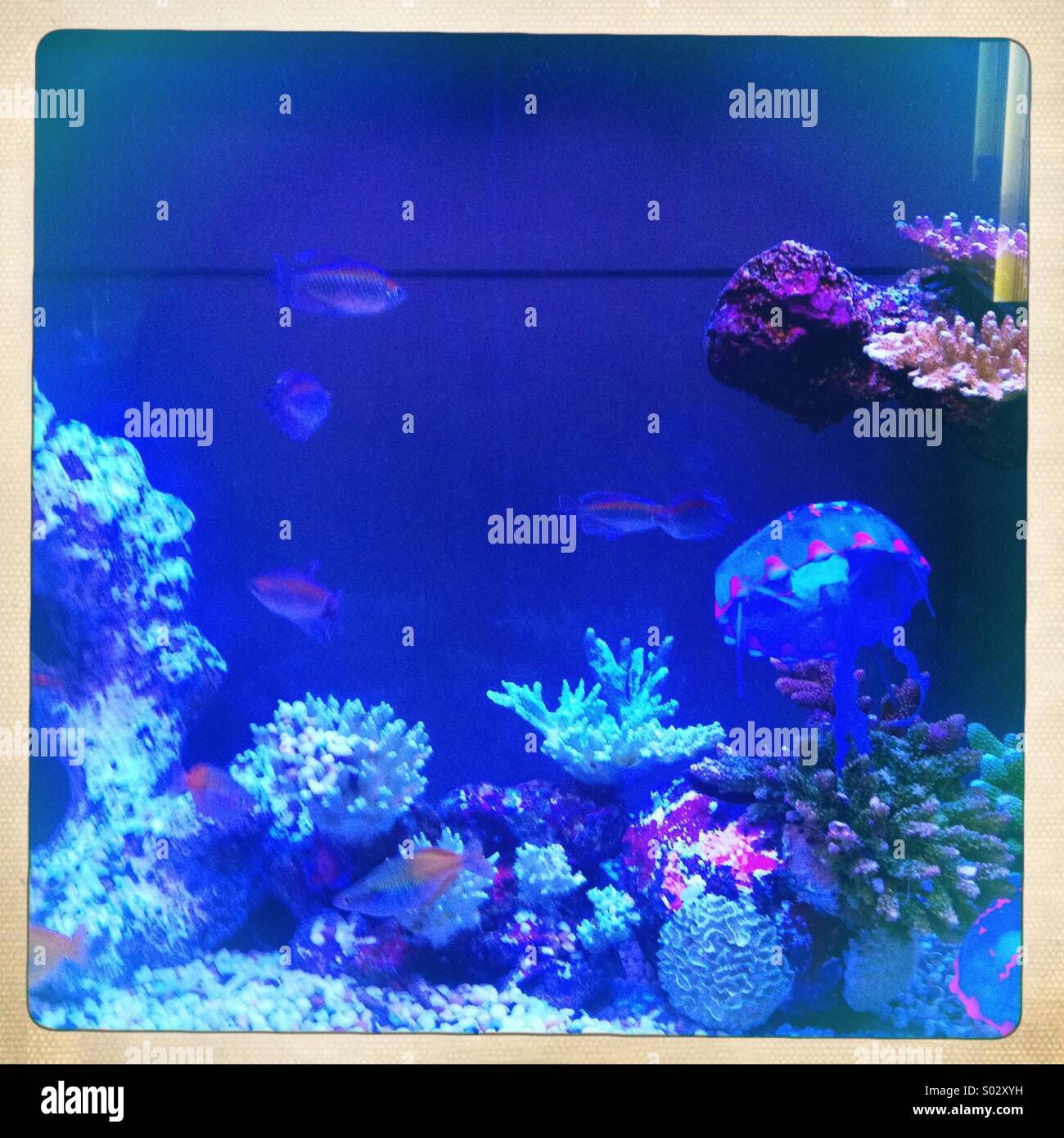 Dei pesci in acquario tropicale Foto Stock