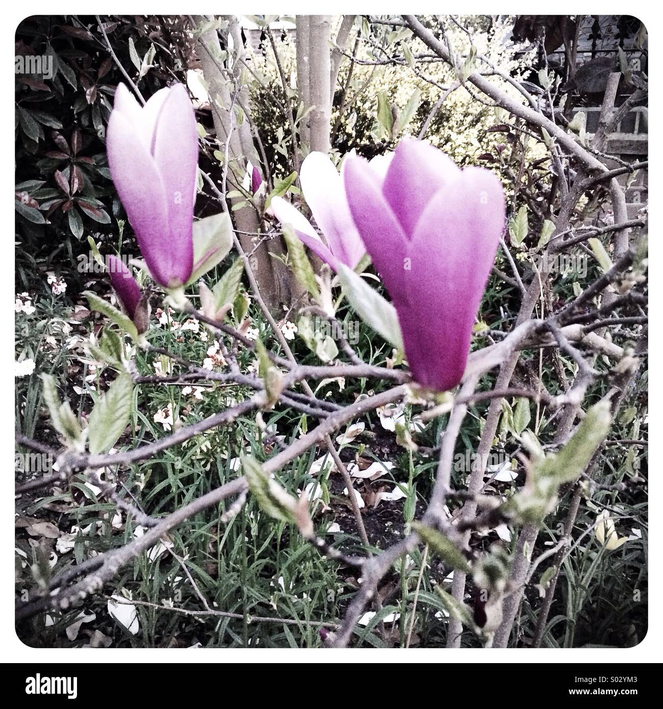 Magnolia in aprile Foto Stock