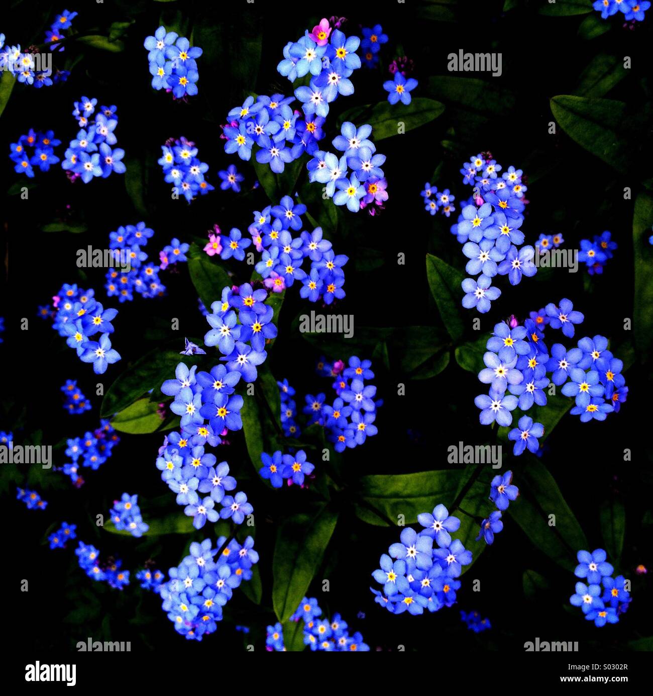 Nontiscordardime - Immagine stock catturata con smartphone