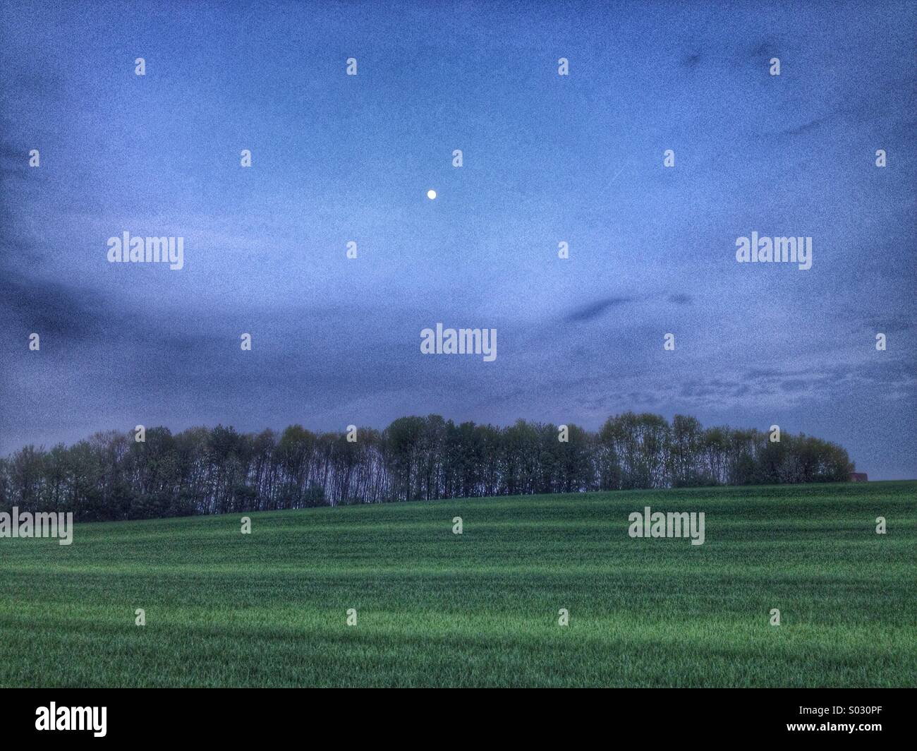 Foresta sul buio Foto Stock