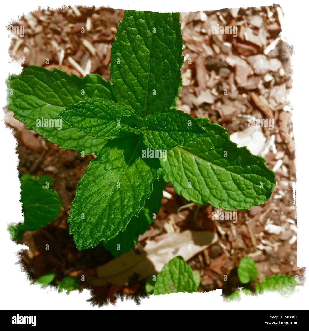 Menta verde Foto Stock