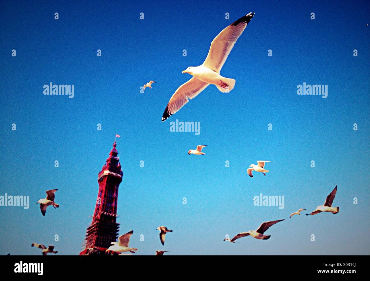 Gabbiani battenti nella parte anteriore della Torre di Blackpool - Immagine stock catturata con smartphone