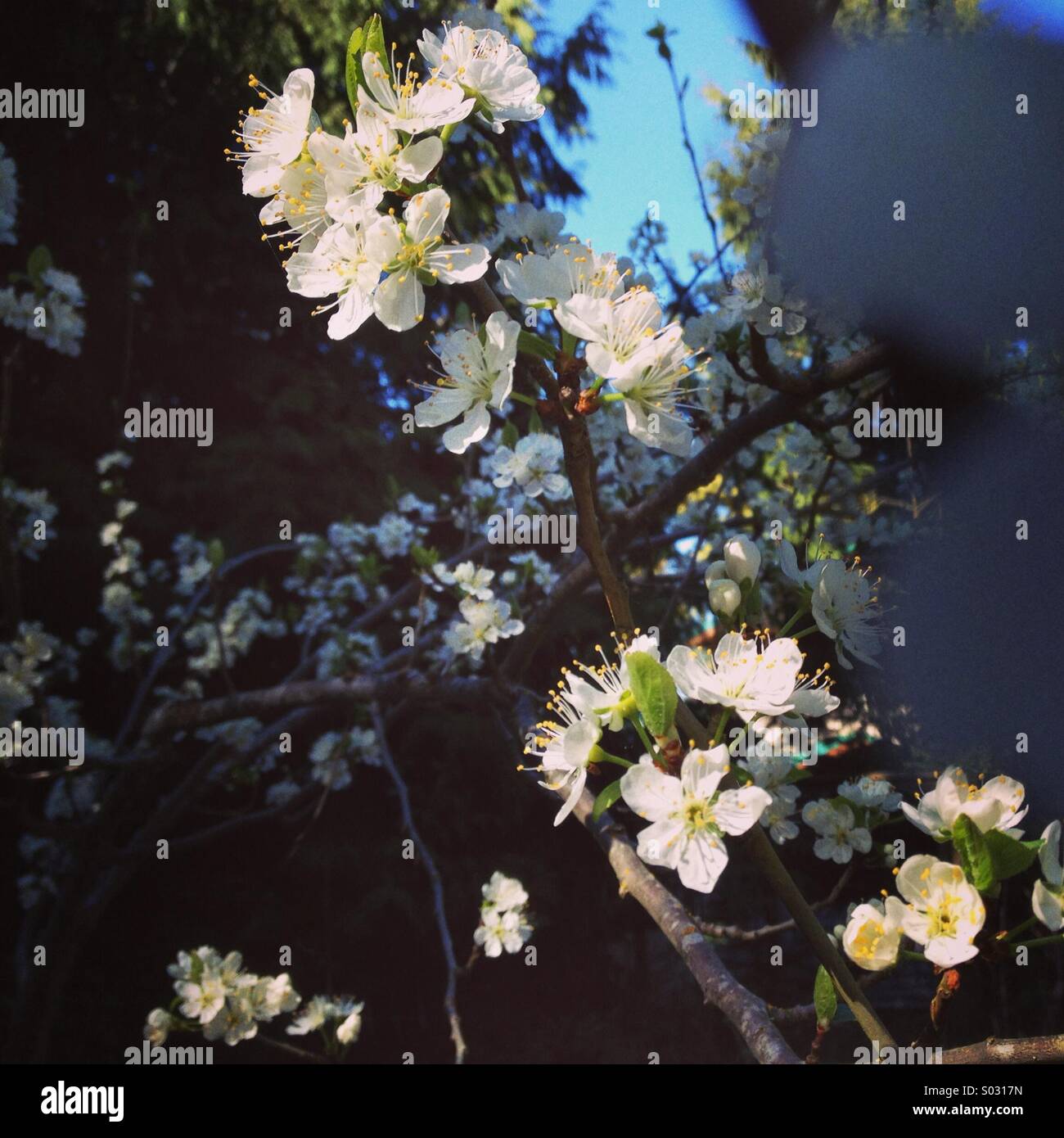 Foto artistiche di fiori di ciliegio in primavera sun. Foto Stock