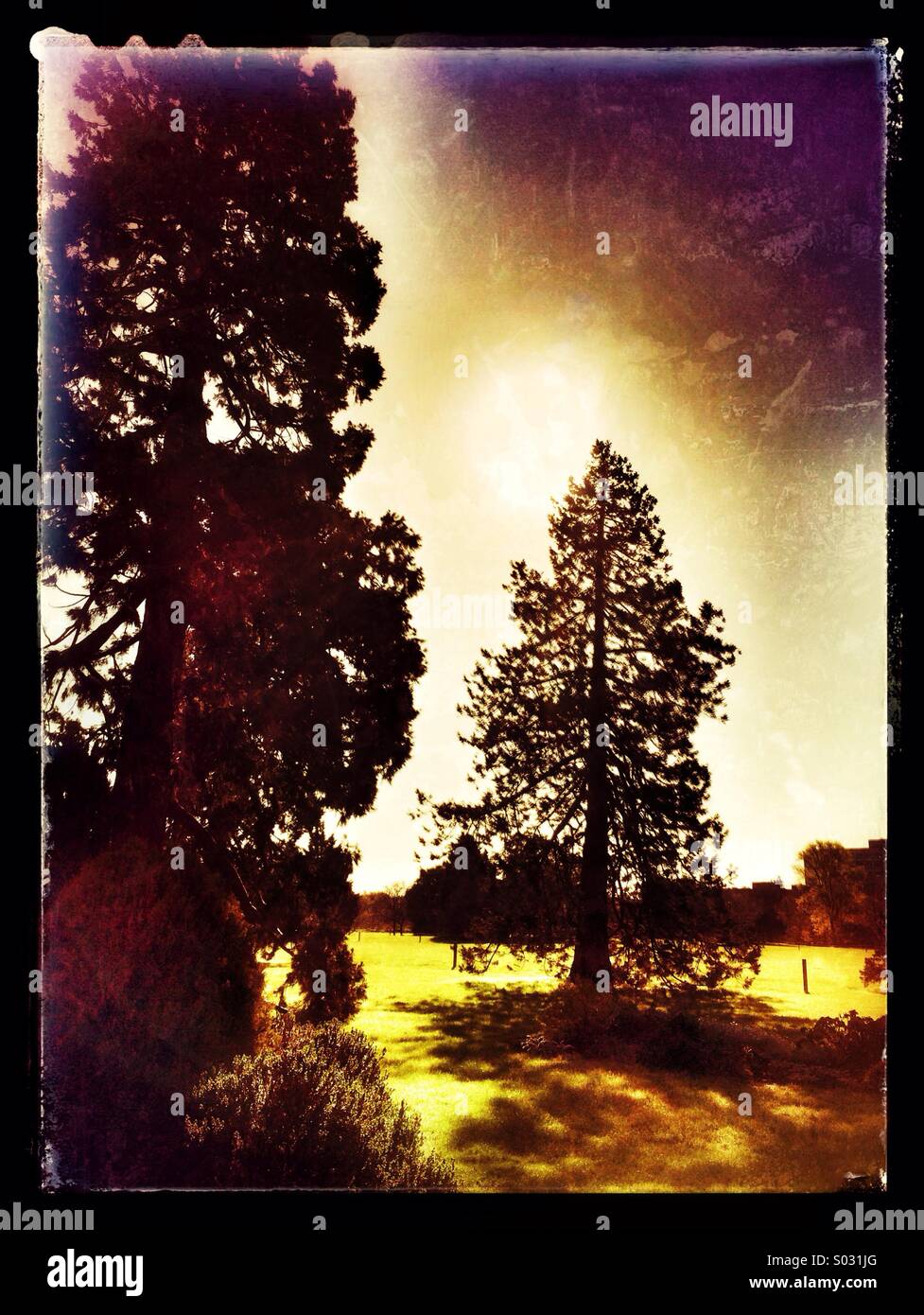 Gli alberi di pino parchi università di Oxford Foto Stock