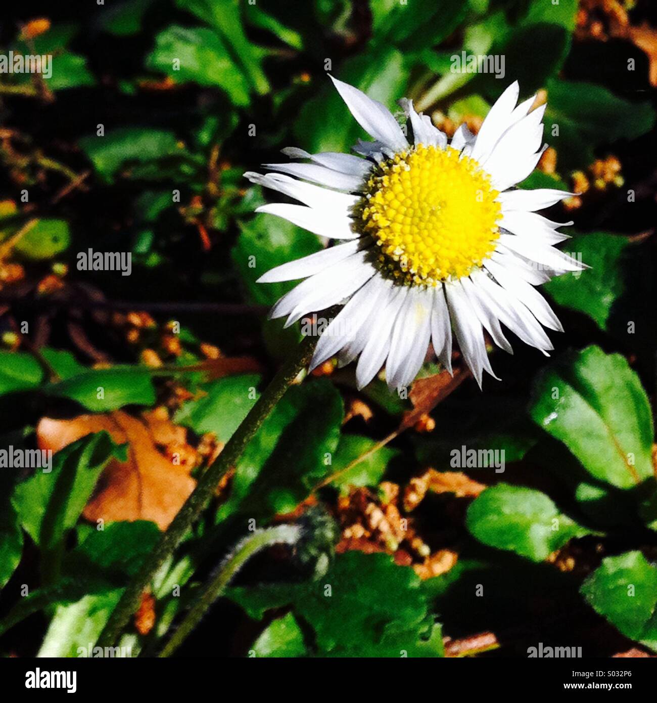 prendere il sole Foto Stock