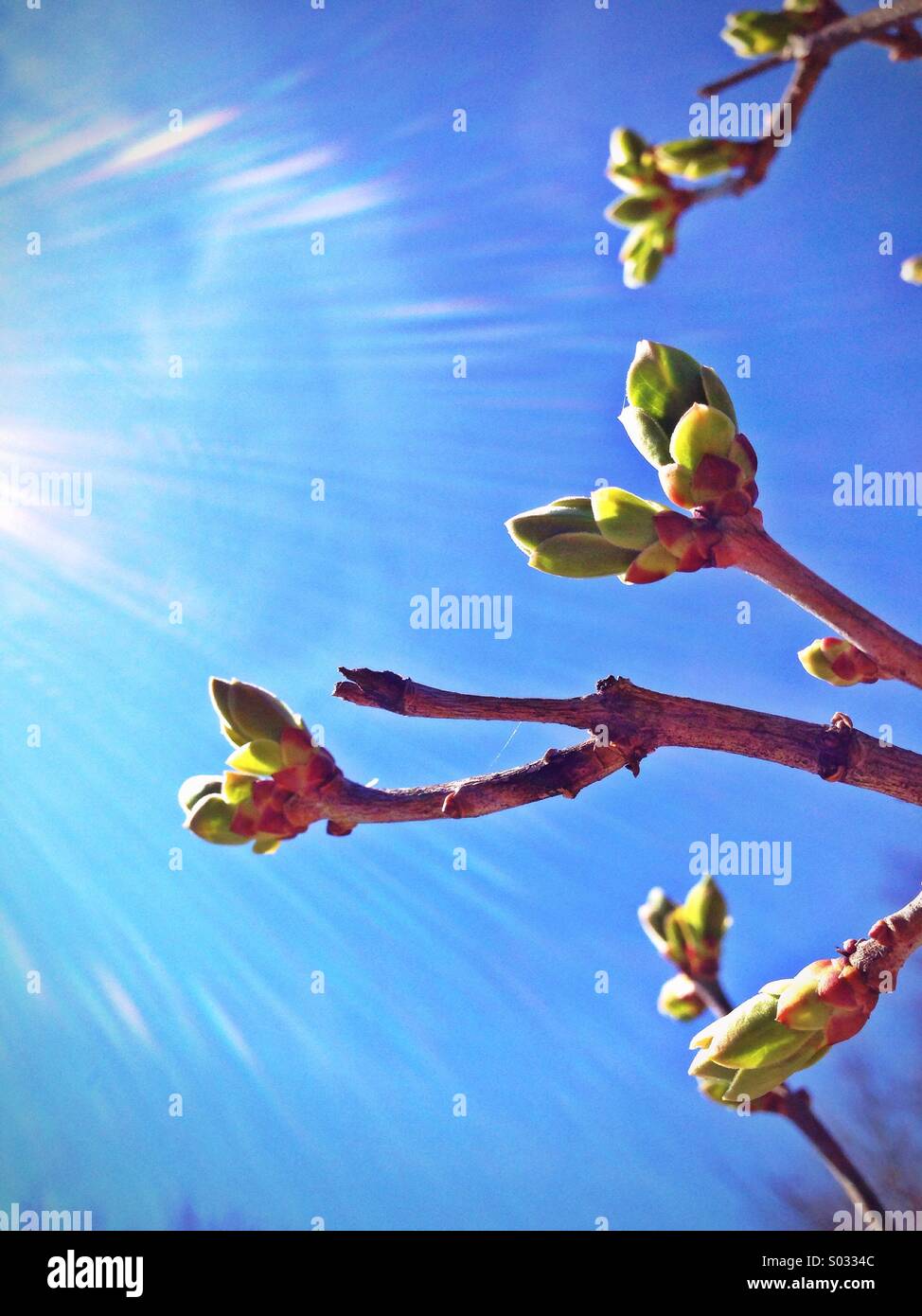 Germogli dell'albero. Foto Stock